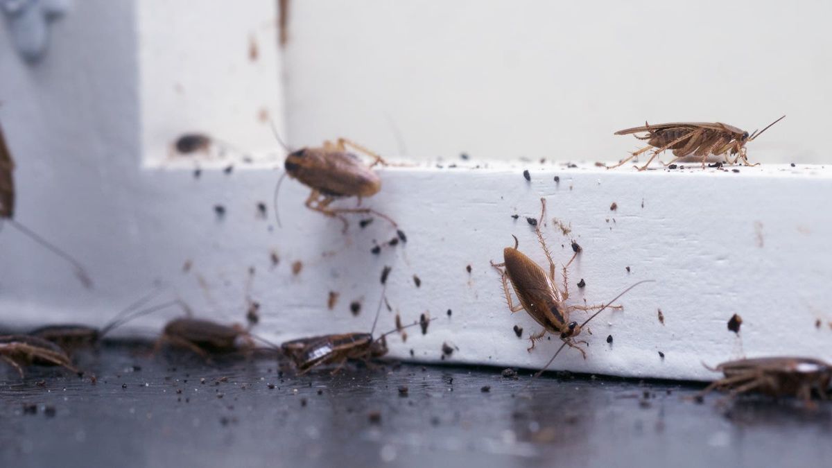 شركة مكافحة الصراصير بجدة - أفضل الأسعار والشركات المعتمدة من بروكر | تم التحقق عبر نفاذ SBC